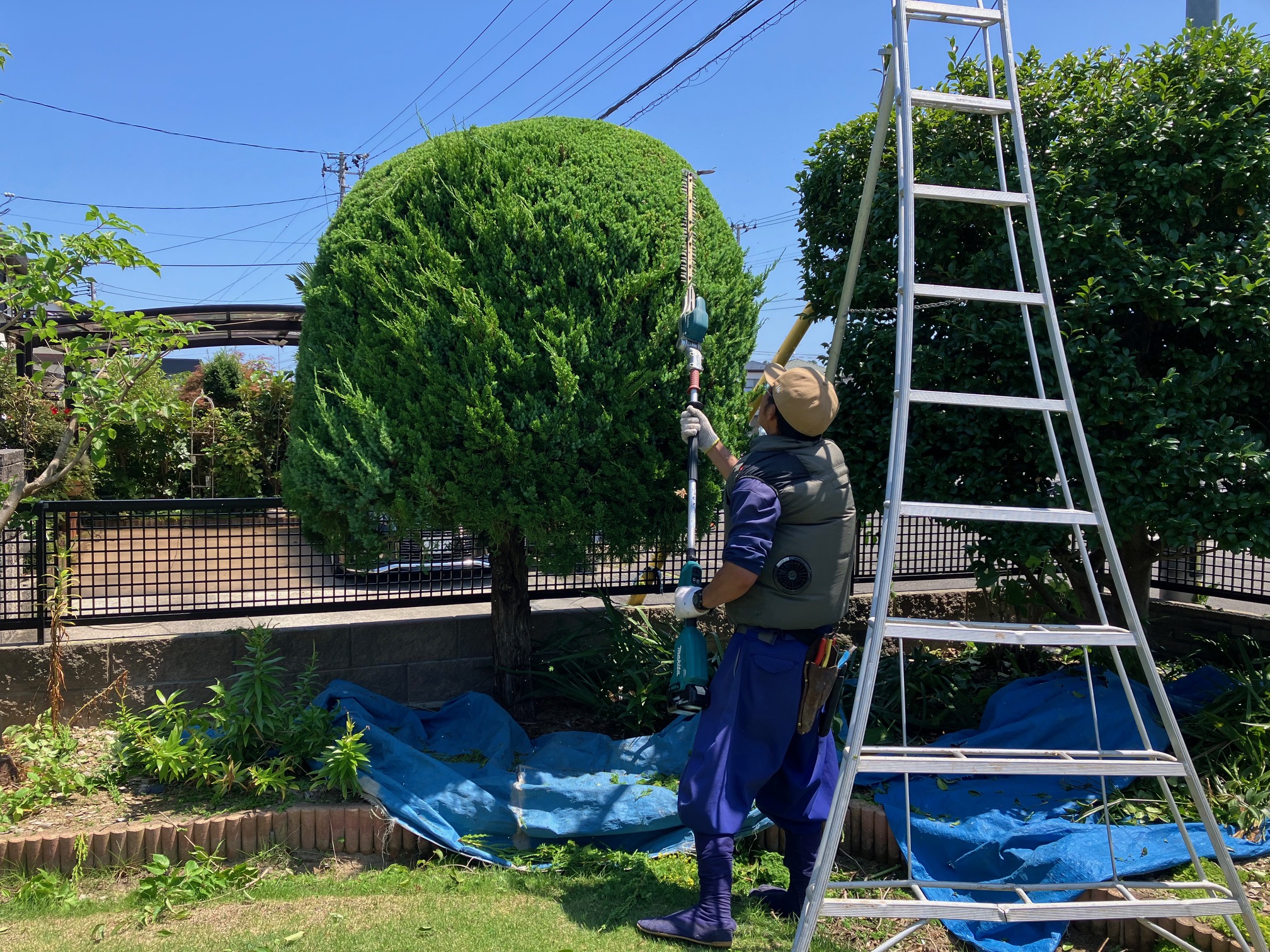 剪定作業の様子